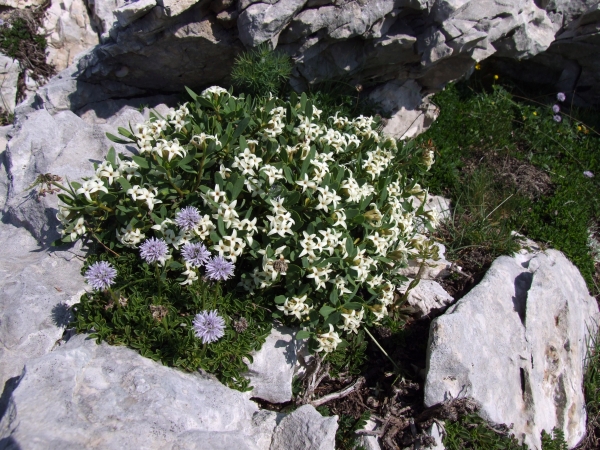 Fioriture in quota